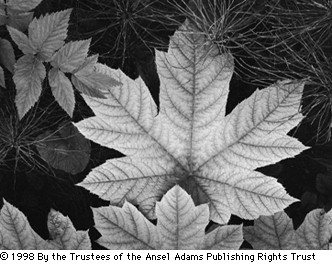 leaf.jpg