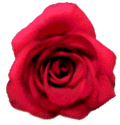 rose-red-full.gif